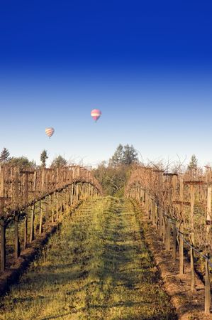  distant Balloons rising on a winters morning over Napa vineyardsの写真素材