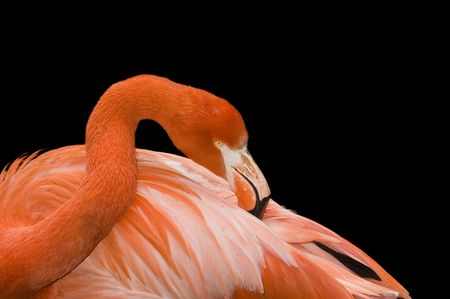 closeup of a Flamingo grooming over black backgroundの写真素材