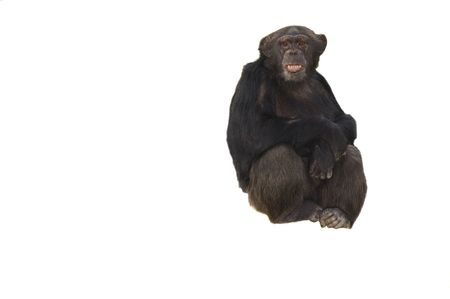 Sitting Chimpanzee on isolated white backgroundの写真素材