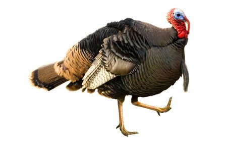 Turkey Tom strutting his stuffの写真素材