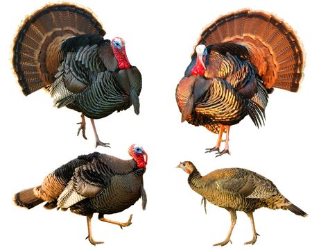 several Turkey Tom strutting their  stuff isolated on a white backgroundの写真素材