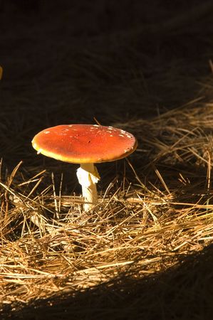 Amanita muscaria a variety of poisonous mushroom with hallucinogenic attributes
