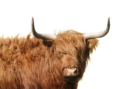 Highland cattle with wind blowing its long hair isolatedの写真素材