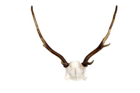 A small New Zealand Fallow deer antlers and skull plate isolated on whiteの写真素材
