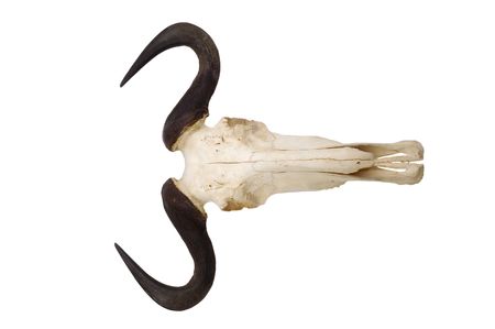Wildebeest skull and horns isolated on a white backgroundの写真素材