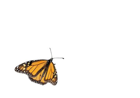  Monarch butterfliy isolated on a white backgroundの写真素材