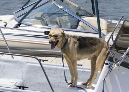 cool alsatian bitch wearing sungalsses on a boat in a marinaの写真素材