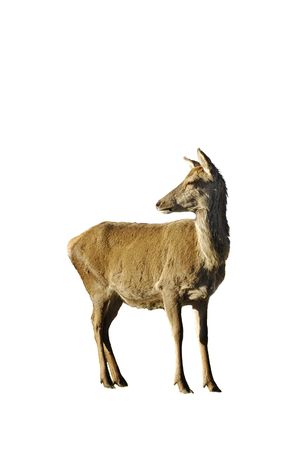 Red Deer hind isolated on whiteの写真素材
