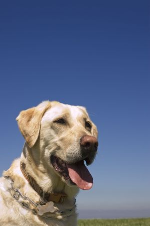 A female White Labrador dog against blue sky