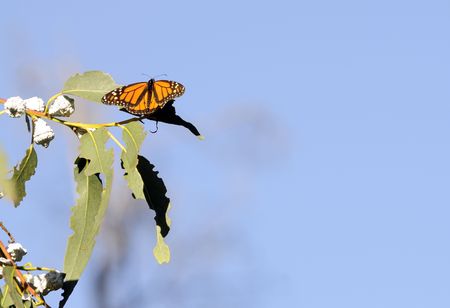 male Monarch butterfliy in a eucalyptus tree in California