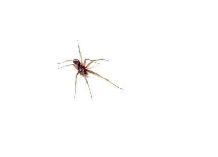 closeup of a  spider - archnida