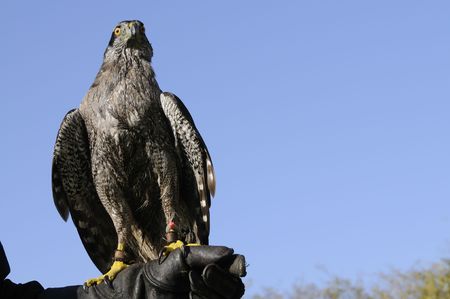 Goshawk closeup in a blue sky