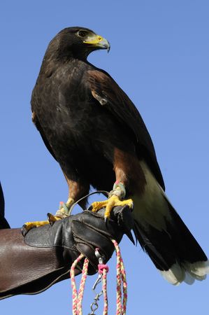 Harris hawk sitting on the glove of a handler over blue skyの写真素材