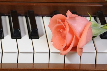 peach/pink colored Rose sitting on keys of pianoの写真素材