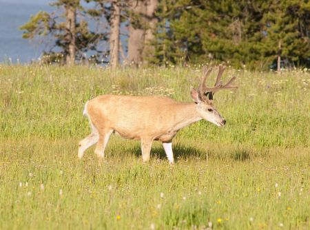 closeup of a mule deer in Yellowstone park, near the lakeの写真素材