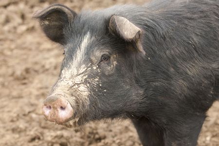 closeup of a pig の写真素材