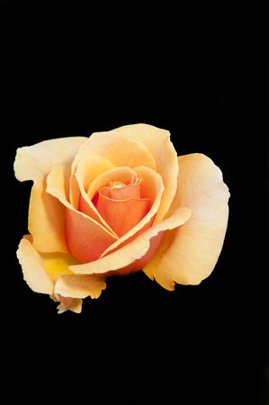 Closeup of apricot colored rose over a black backgroundの写真素材
