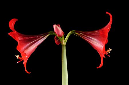 flowers on a black backgroundの写真素材