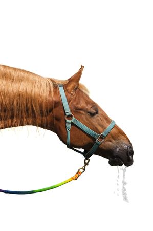 Isolation on white of a saddlebred horse's head drinking waterの写真素材
