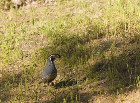 California Valley Quail