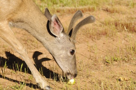 closeup of a male Californian Black-tailed deer eating an appleの写真素材