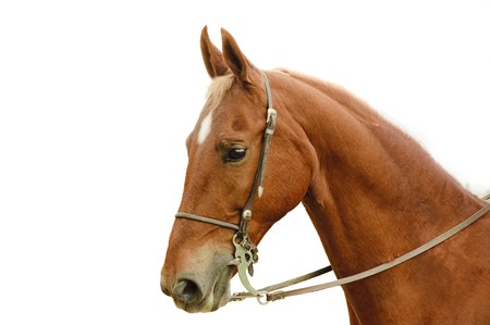 Closeup of a Saddlebred horse isolated on whiteの写真素材