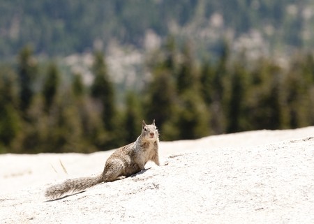 ground squirrel in yosemiteの写真素材