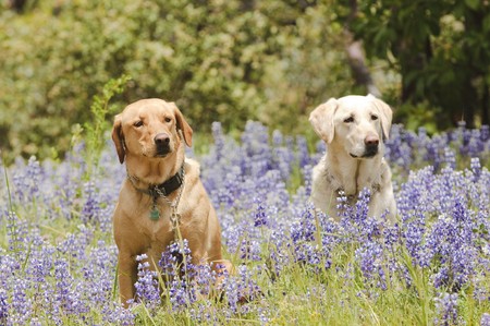 Two labrador dogs sitting  in the wildflowers attentively waiting for a command while training for huntingの写真素材
