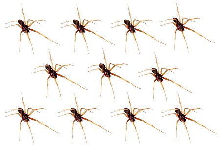 closeup of an army of house spiders 
