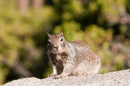 closeup of a Californiain Ground squirrel in Yosemite National Park, a variety of spermophilus columbianusの写真素材