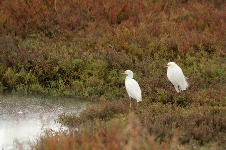 Egrets by a pond in the marshの写真素材