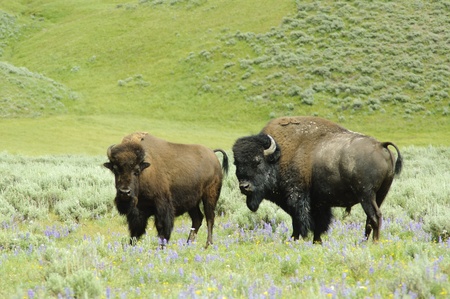male & female North American bison in Yellowstone National Parkの写真素材