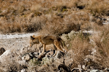 Coyotes in Death Valleyの写真素材