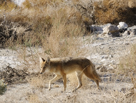 Coyotes in Death Valleyの写真素材