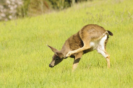 closeup of a Black-tailed doe (odocoilus hemionus) scratching の写真素材