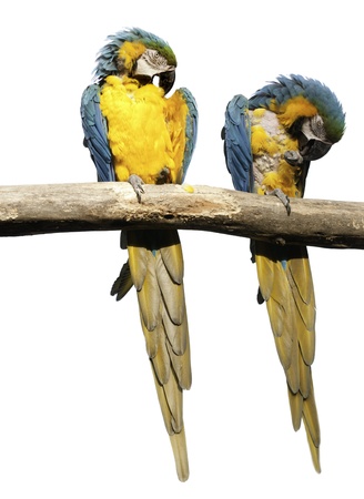 pair of Macaws on a stick, isolated over white