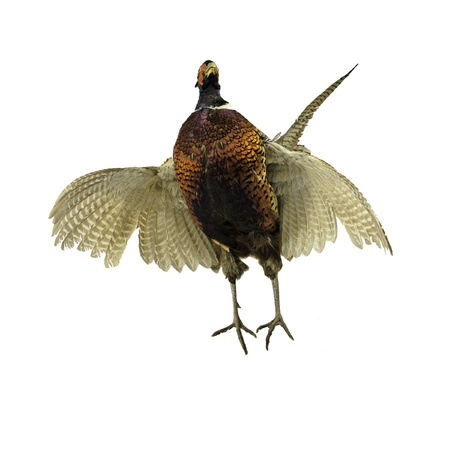 pheasant strutting isolated on a white background