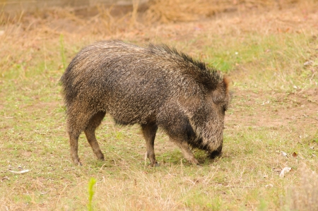 Javelina or Peccaryの写真素材
