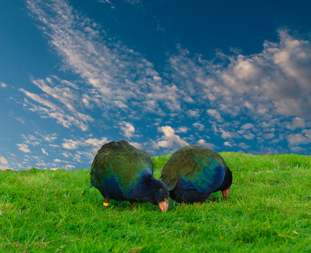 Takahe, (porphyrio hochstetteri) a rare native bird of New Zealand once thought to be extinct, scratching around for foodの写真素材