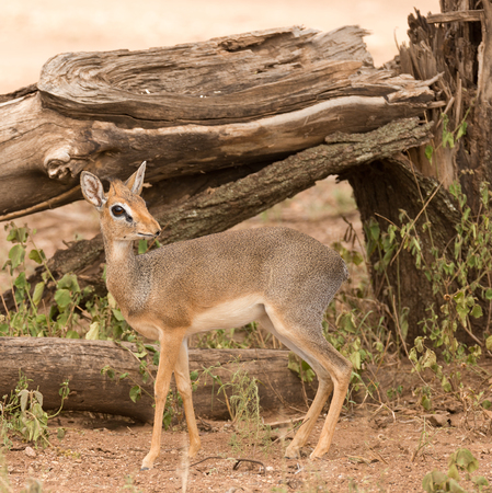 Closeup of Kirk's Dik-dik (scientific name: Madoqua , or "Dikidiki" in Swaheli) in the Serengeti/Tarangire, Lake Manyara, Ngorogoro National park, Tanzaniaの写真素材