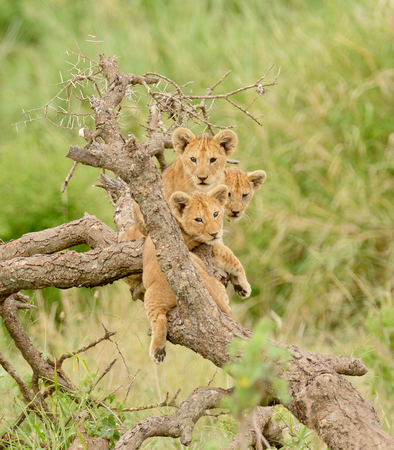 a group of lion cubs hanging out in a treeの写真素材