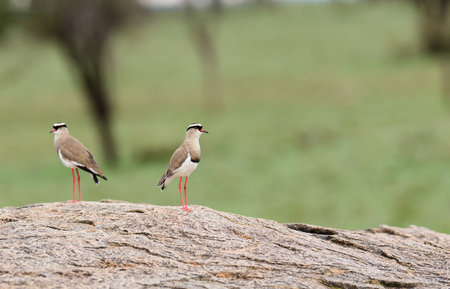 Crowned Plover - Vanellus coronatus
