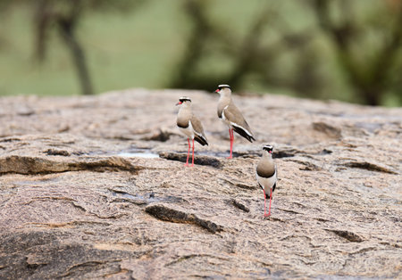 Crowned Plover - Vanellus coronatus