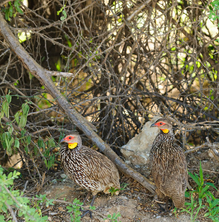 Yellow-throated sandgrouse (Pterocles gutturalis)の写真素材