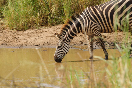 Closeup of Burchell's Zebra or Boehm's zebra (scientific name: Equus burchelli, subspecies Equus burchelli boehmi or "Punda milia" in Swaheli) image taken on Safari located in the Serengeti/Tarangire, Lake Manyara, Ngorogoro National park, Tanzaniaの写真素材