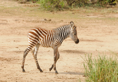 Closeup of Burchell's Zebra or Boehm's zebra (scientific name: Equus burchelli, subspecies Equus burchelli boehmi or "Punda milia" in Swaheli) image taken on Safari located in the Serengeti/Tarangire, Lake Manyara, Ngorogoro National park, Tanzaniaの写真素材