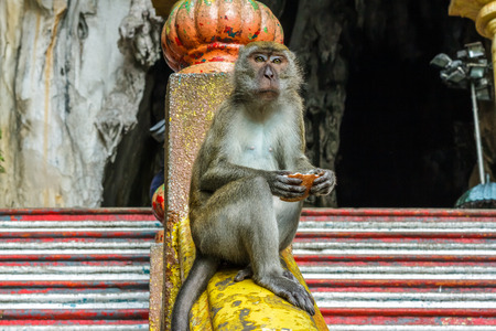 KUALA LUMPUR, MALAYSIA - 11/8/2014: A Macaque monkey sits at the top of the steps to the Batu Caves.の写真素材