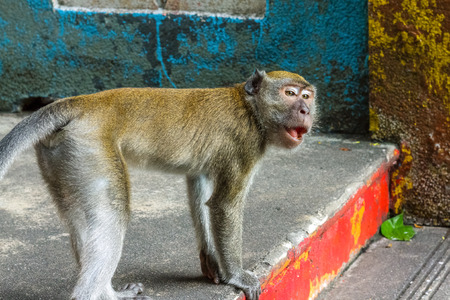 KUALA LUMPUR, MALAYSIA - 11/8/2014: A macaque monkey on the steps to the Batu Caves.のeditorial素材