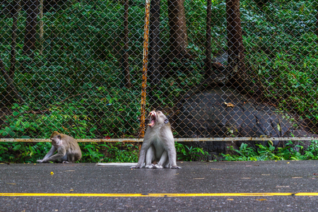 SIHANOUKVILLE, CAMBODIA - 7/20/2015: Two macaque monkeys on the road in Sihanoukville.のeditorial素材