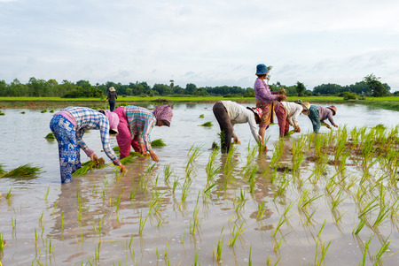 SIEM REAP, CAMBODIA - SEPTEMBER 12, 2015: A group of rice farmers work in the fields planting rice.のeditorial素材